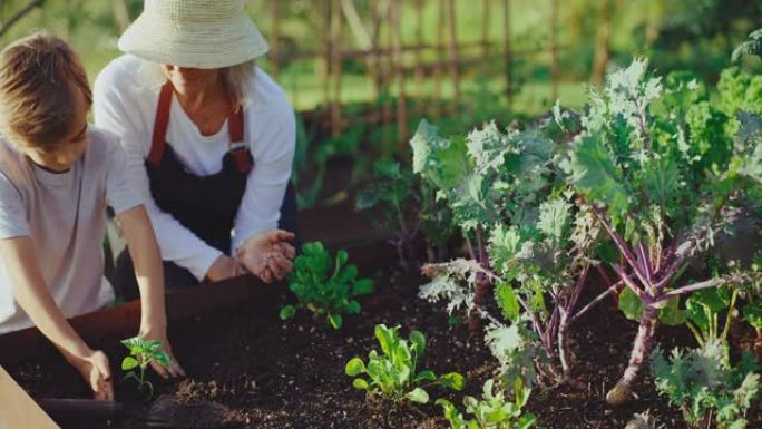 在花园里帮助奶奶植树节外国家庭种植