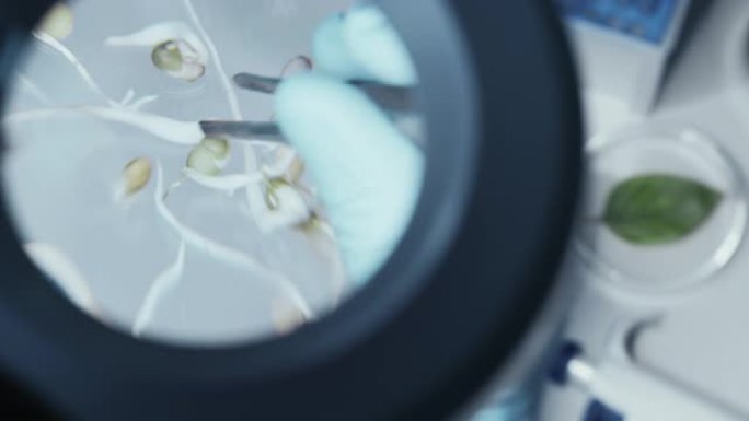 用手戴手套的显微镜的目镜镜头用镊子在样品管上移动蔬菜植物芽。食品科学实验室，配有现代医疗设备进行研究