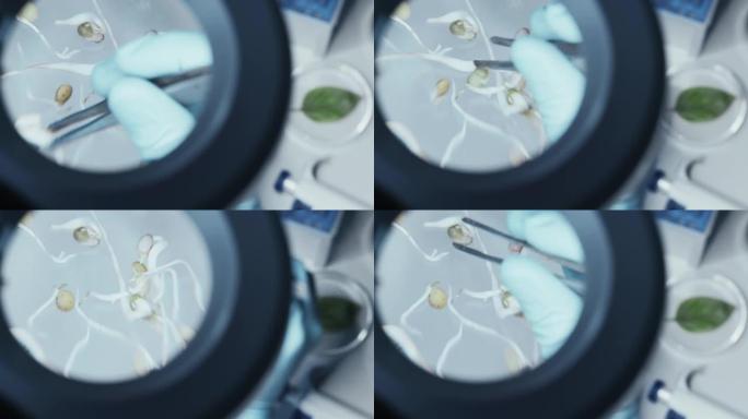 用手戴手套的显微镜的目镜镜头用镊子在样品管上移动蔬菜植物芽。食品科学实验室，配有现代医疗设备进行研究