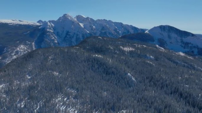 在晴朗的冬日，白雪覆盖的树木森林和美丽的山脉景观上方的鸟瞰图