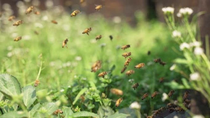 春季养蜂场蜜蜂飞舞蜜蜂采蜜蜂群