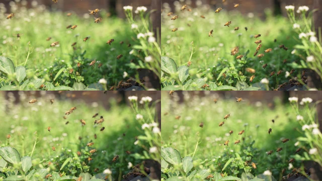 春季养蜂场蜜蜂飞舞蜜蜂采蜜蜂群