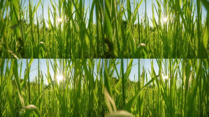 郁郁葱葱的绿草，露珠。春天的早晨在大自然中，阳光穿透草的茎。春天来了。HDR滑块用探针镜头拍摄，4K