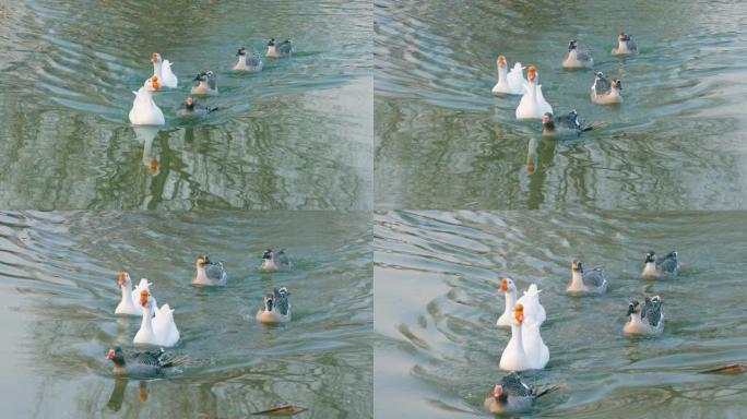 一群在湖里游泳的鹅