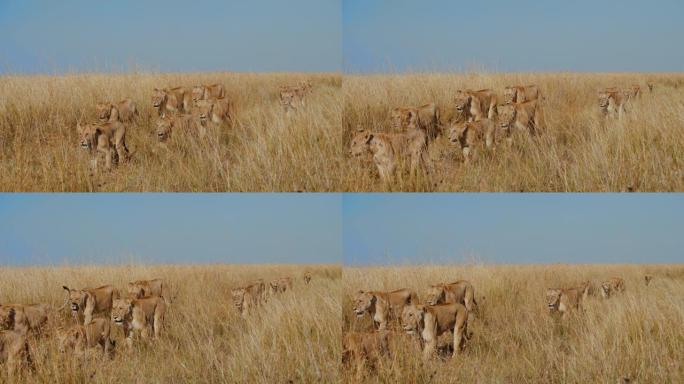 在阳光明媚的野生动物保护区的高高的金色草丛中行走的狮子的慢动作骄傲