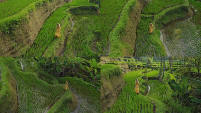 鸟瞰图中的女人在郁郁葱葱的绿色大米露台上行走，探索巴厘岛印度尼西亚发现亚洲