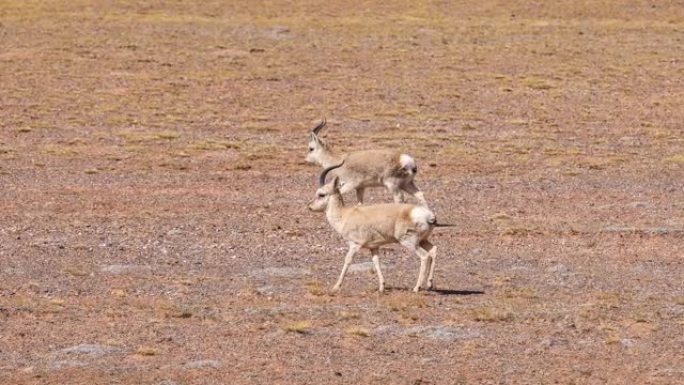 藏族瞪羚在青藏高原的荒原上漫游