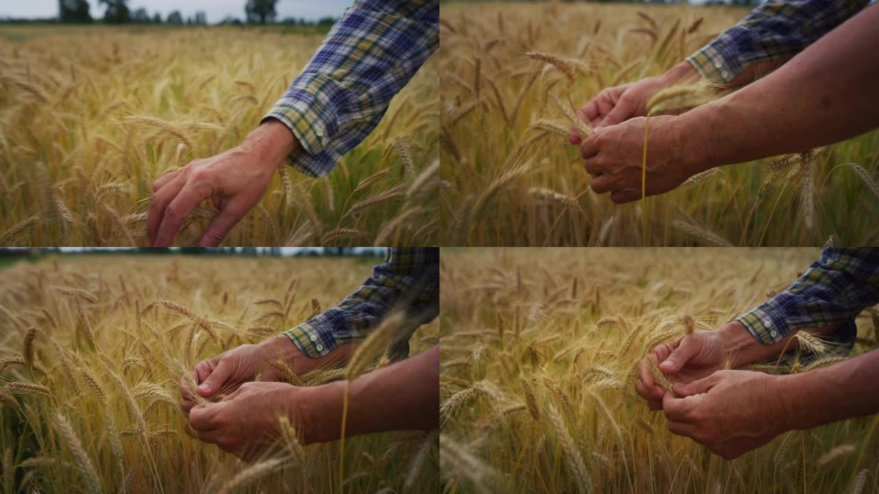 成熟农民触摸小麦穗以控制用于生物生态自然谷物种植和有机栽培的粮田质量的电影特写