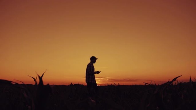 一个农民的剪影走在玉米地在黄昏