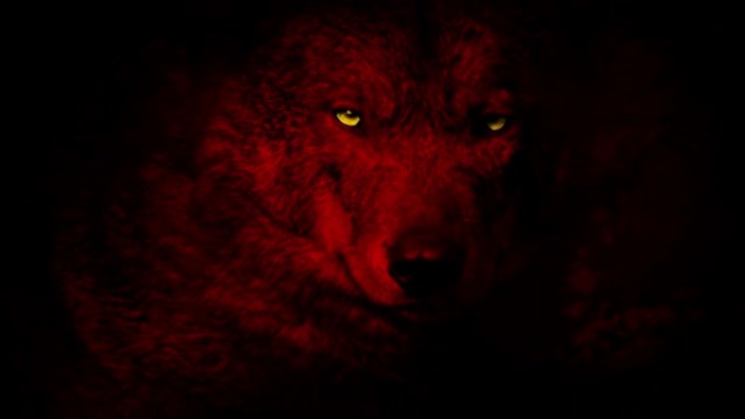 红狼咆哮着黄色的眼睛