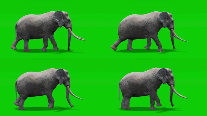 绿色屏幕上的大象行走动画。动物的概念，野生动物，游戏，返校，3d动画，短视频，电影，卡通，有机，色键