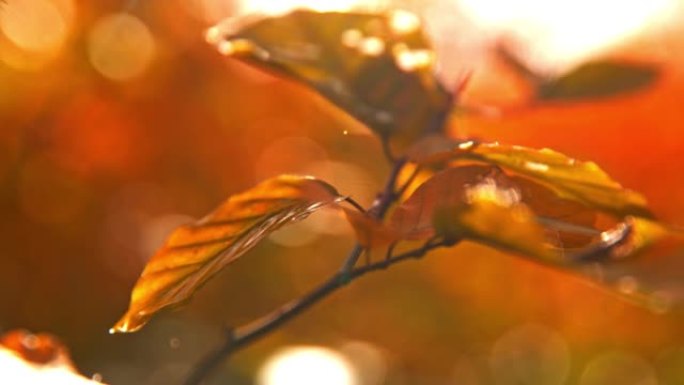 超级SLO MO水滴落在彩色秋叶上