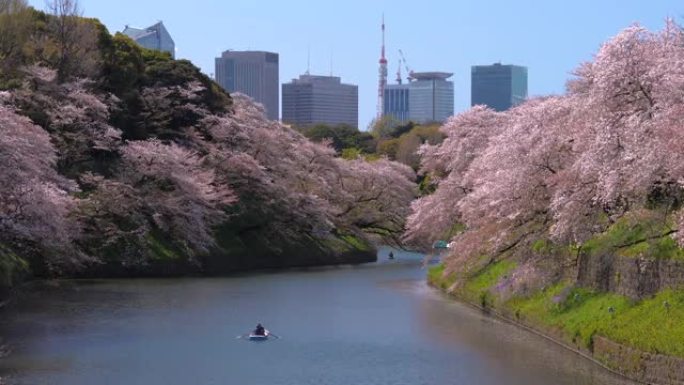 樱花花瓣落在日本东京的Chidorigafuchi公园公园