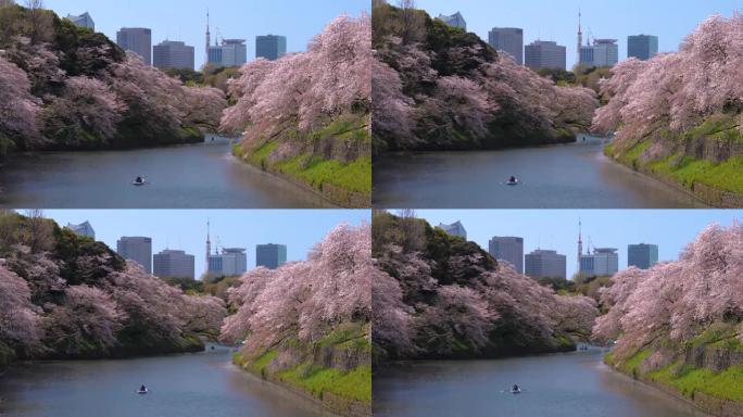 樱花花瓣落在日本东京的Chidorigafuchi公园公园