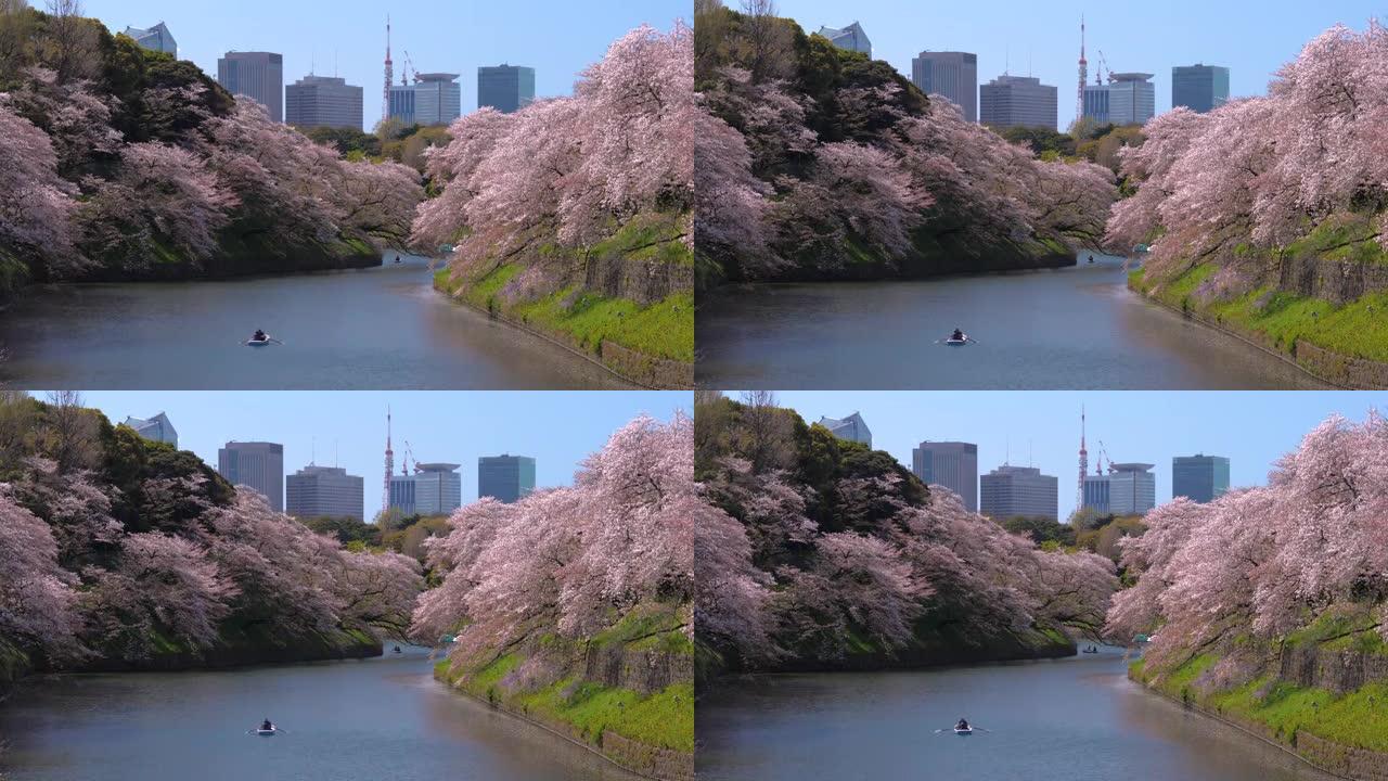 樱花花瓣落在日本东京的Chidorigafuchi公园公园