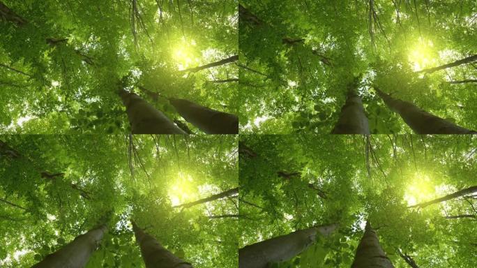 穿过森林。夏季自然背景，自下而上的视图。郁郁葱葱的绿叶树木，阳光穿透。万向节射击，4K