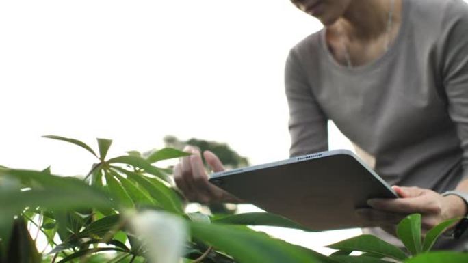 农民在农场中使用平板电脑检查植物的生长进度