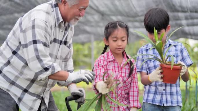 70岁的亚洲祖父与孙女和孙子一起教种花，教孩子们关于可持续发展的概念。