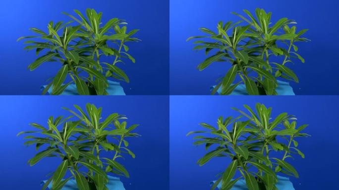蓝屏上微风中的绿叶植物