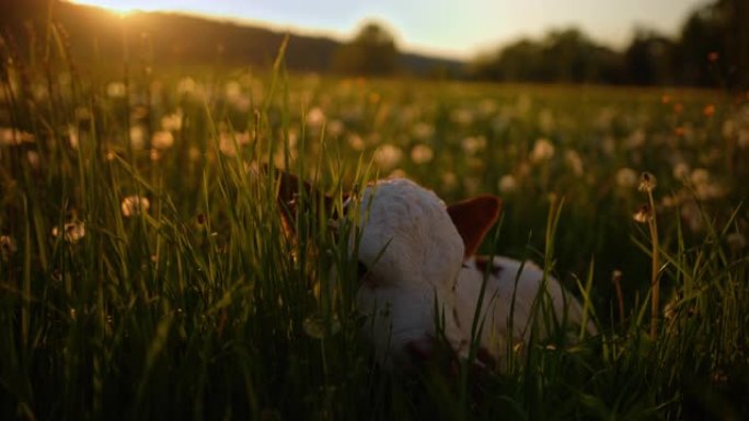 在阳光明媚的日子里，年轻的小牛坐在田野里