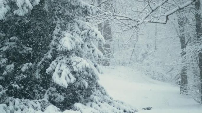 特写: 覆盖森林地面和树木的大雪花的美丽景色