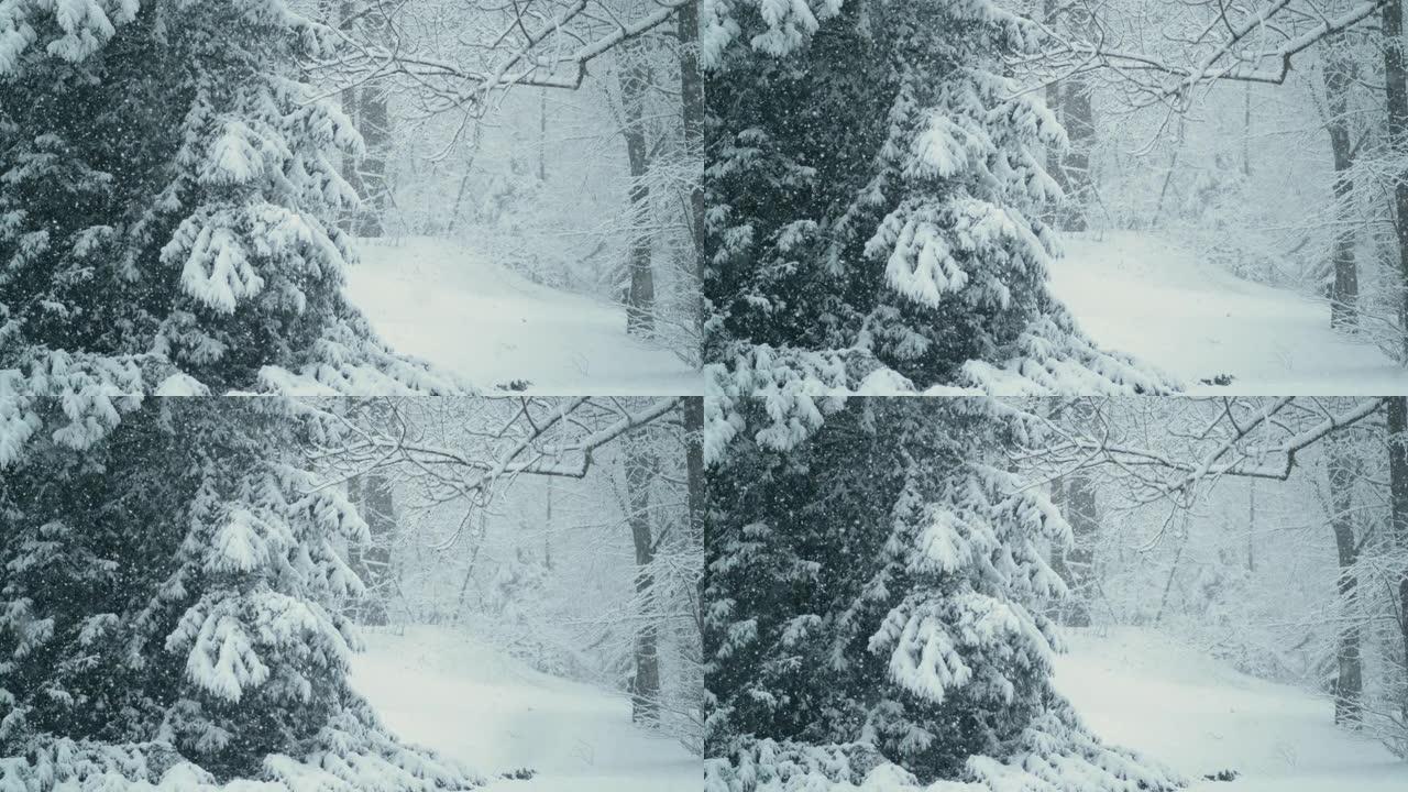 特写: 覆盖森林地面和树木的大雪花的美丽景色