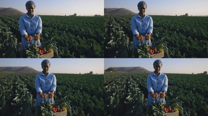 一位黑人非洲女农民站在菜地里的特写镜头，手里拿着刚收获的西红柿