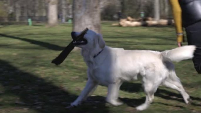 白色拉布拉多犬嘴里拿着棍子，在公园和女人玩耍
