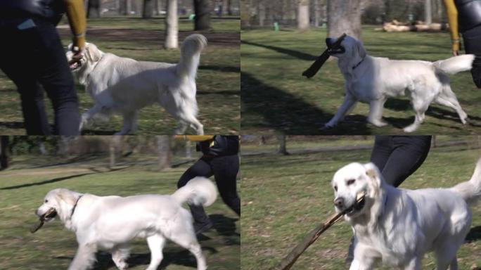 白色拉布拉多犬嘴里拿着棍子，在公园和女人玩耍