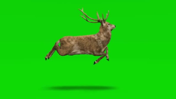 鹿在绿色屏幕上奔跑。动物的概念，野生动物，游戏，返校，3d动画，短视频，电影，卡通，有机，色键，人物