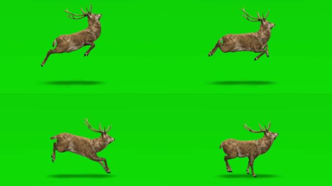 鹿在绿色屏幕上奔跑。动物的概念，野生动物，游戏，返校，3d动画，短视频，电影，卡通，有机，色键，人物