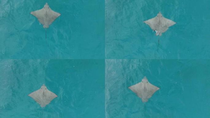 在海洋中游泳的黄貂鱼的直线鸟瞰图