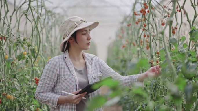 亚洲农民在温室里使用数码平板电脑