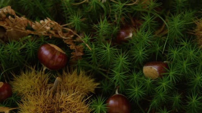 特写: 尖刺的栗子壳和棕色的果仁躺在长满苔藓的地面上。
