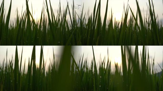 阳光普照的早晨绿草