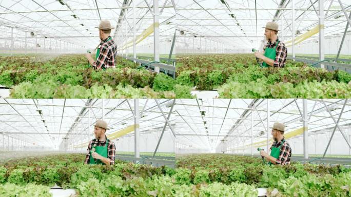 SLO MO园丁在温室内浇灌绿色生菜植物