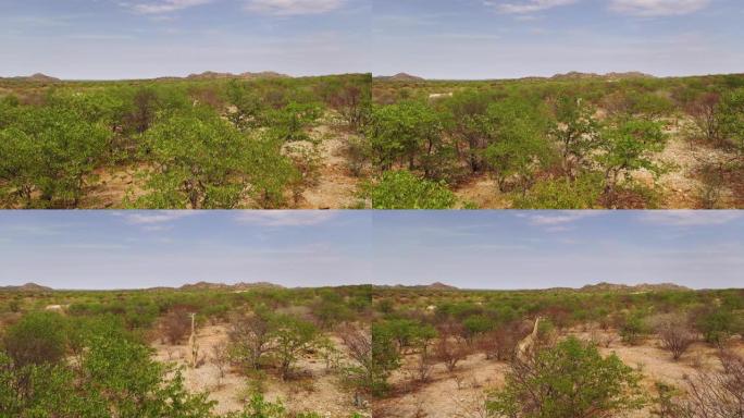 WS长颈鹿在非洲纳米比亚阳光明媚的树木中行走