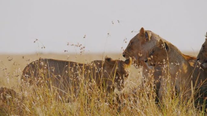 狮子的骄傲在阳光明媚的野生动物保护区的高高的草丛中休息