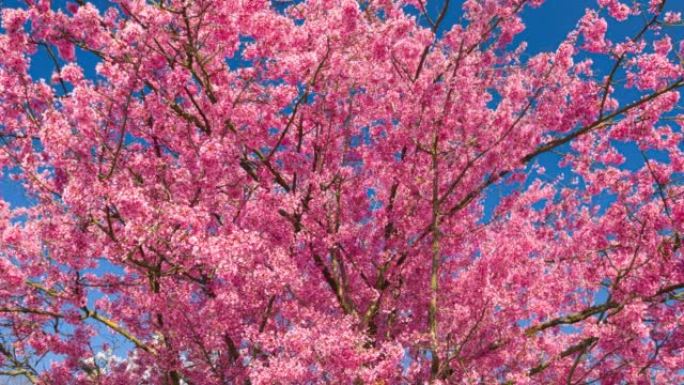 盛开的樱桃树，宣布是春天