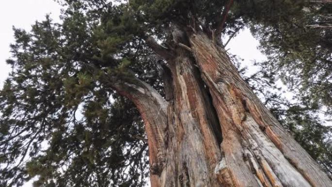 西藏林芝的巨柏林芝巨柏巨大古树大树