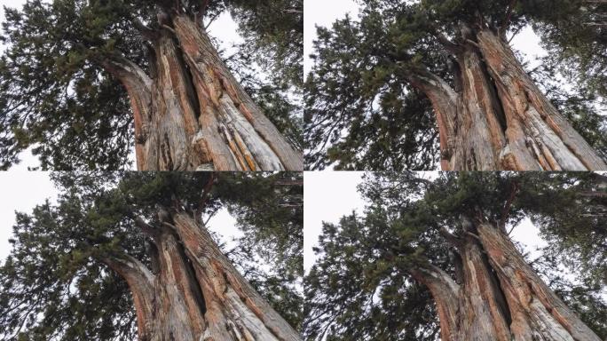 西藏林芝的巨柏林芝巨柏巨大古树大树