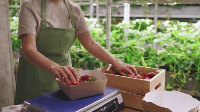 苗圃工人包装草莓出售