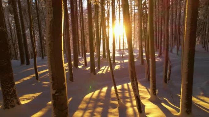 冬天的阳光照耀着森林树木，上面覆盖着新落下的雪