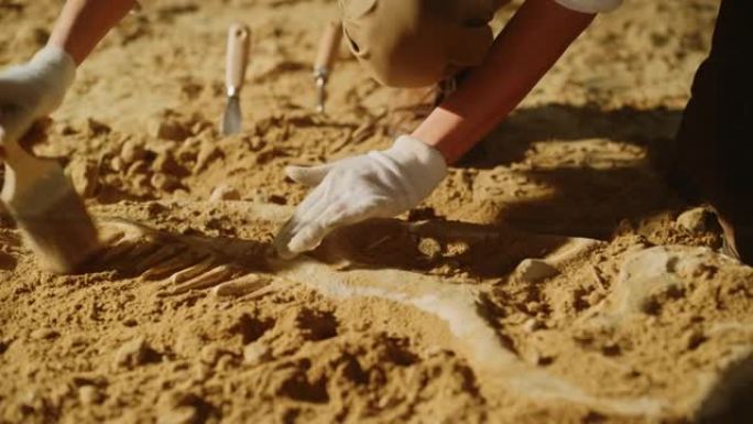 古生物学家用刷子清洁暴龙恐龙骨骼。考古学家发现了新捕食者物种的化石遗骸。考古发掘挖掘地点。近距离聚焦