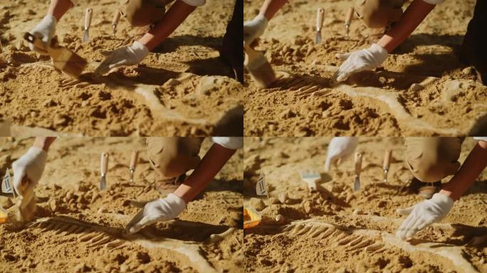 古生物学家用刷子清洁暴龙恐龙骨骼。考古学家发现了新捕食者物种的化石遗骸。考古发掘挖掘地点。近距离聚焦