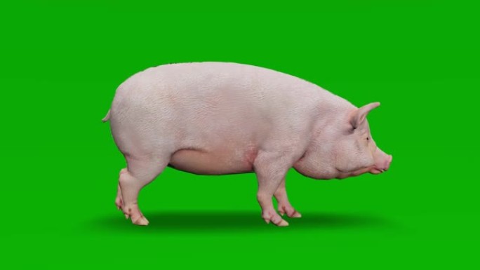 猪在绿屏上闲置。动物的概念，野生动物，游戏，返校，3d动画，短视频，电影，卡通，有机，色键，人物动画