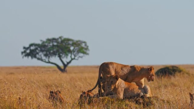 在野生动物保护区阳光明媚的草地上休息的狮子的慢动作骄傲