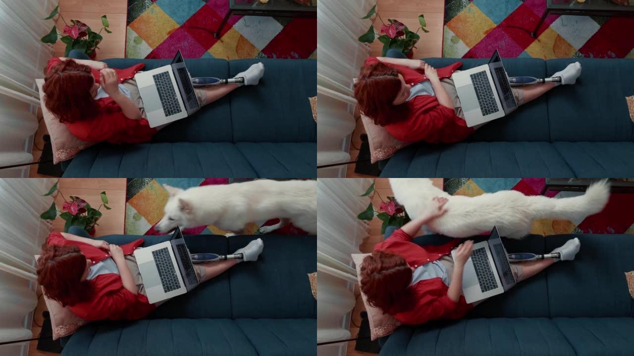 顶视图宁静的残疾妇女与仿生腿假肢在家里使用笔记本电脑在线工作，狗走上去被爱抚。