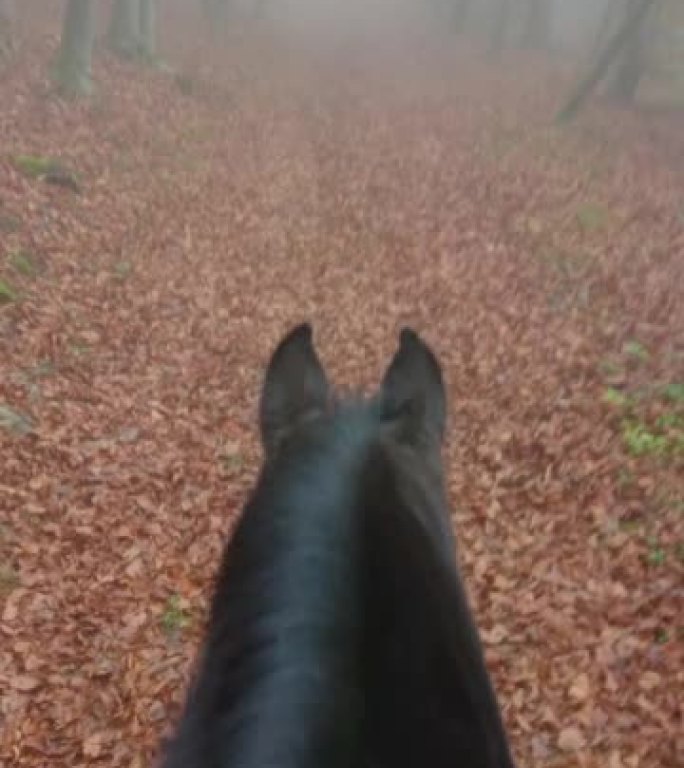 在朦胧的秋天，垂直骑一匹美丽的马沿着风景秀丽的森林小径行驶