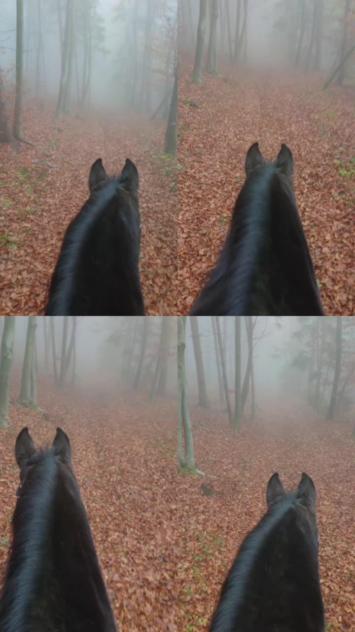 在朦胧的秋天，垂直骑一匹美丽的马沿着风景秀丽的森林小径行驶